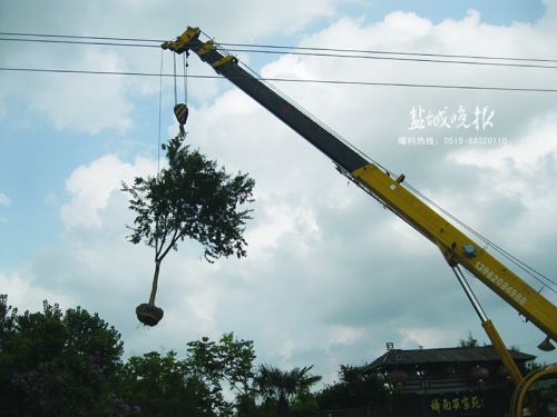 盐城市民捐赠5棵盐城五谷树给南京大报恩寺