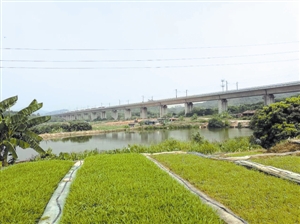 深圳公明国有储备农用地成了渣土场 危及高铁