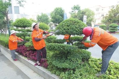 南通海安园林工人修剪绿化带 提高树木观赏性