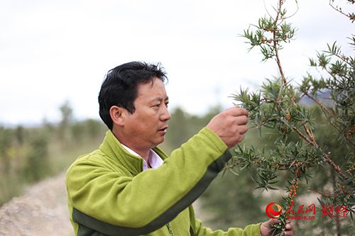 南木林县林业局局长次仁顿珠正在查看沙棘的挂果情况(人民网贾兴鹏
