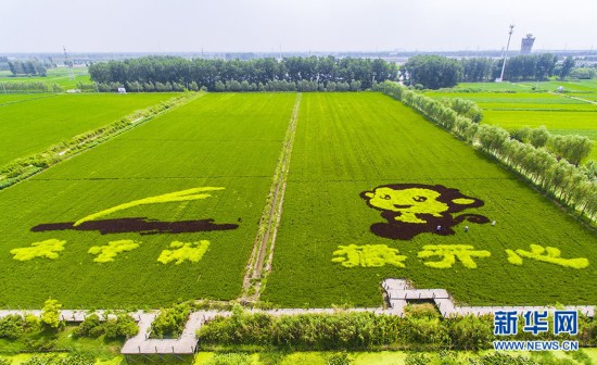 江苏泰州多彩稻田秋景美如画