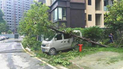 风刮大树砸中4辆车 双流一小区露天车位该不该