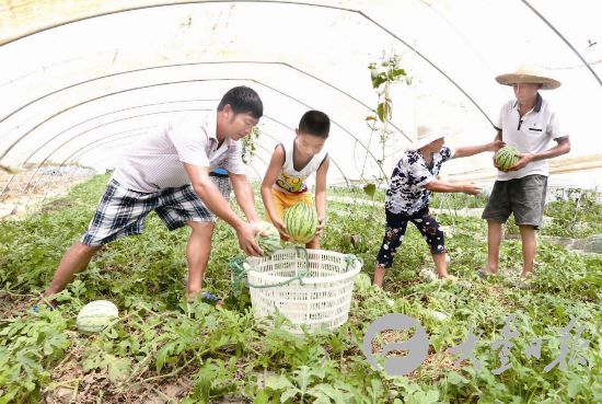 盐城大丰三龙镇高效农业大棚面积近6000亩