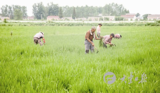 盐城大丰农民管理水稻 为丰收打下基础
