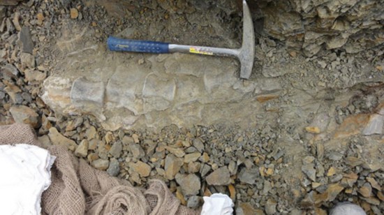 A rare dinosaur fossil is found in N China