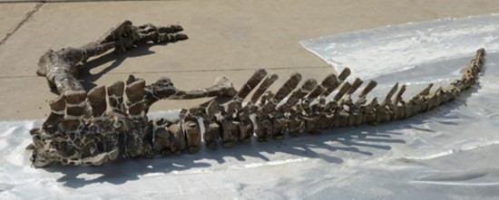A rare dinosaur fossil is found in N China