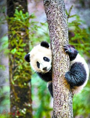 《我们诞生在中国》:可能是暑期最适合亲子的电影