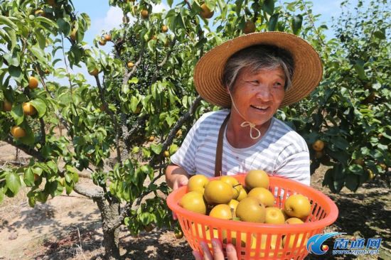 南通启东惠萍果园村地产梨迎来丰收季