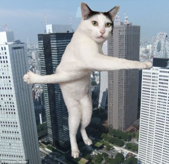 Milk-chan's slight look of confusion only adds to the hilarity of the picture. Here she's Photoshopped as a skyscraper-tall monster cat