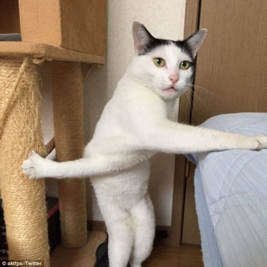 Seven-year-old Milk-chan, who lives in Japan, couldnt decide between her scratch post and jumping on her bed C and was photographed momentarily stuck with one paw on each