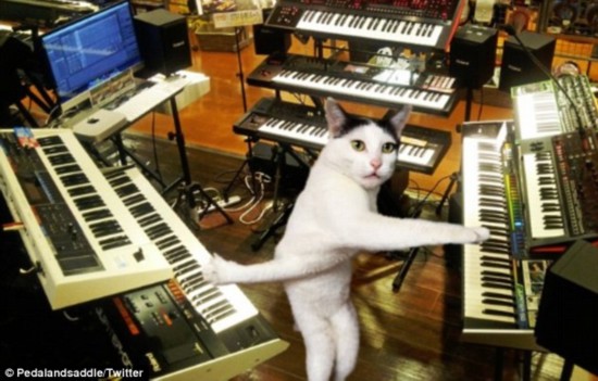 A-meow-sing: Here Milk-chan uses her twisty pose to play multiple keyboards