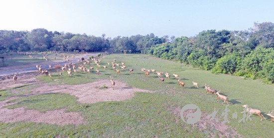 麋鹿回归江苏大丰30年 种群繁衍增长80倍