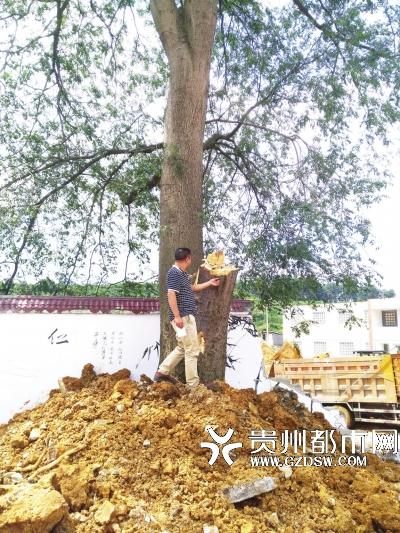 乐山镇人口_乐山沙湾福禄镇照片(3)