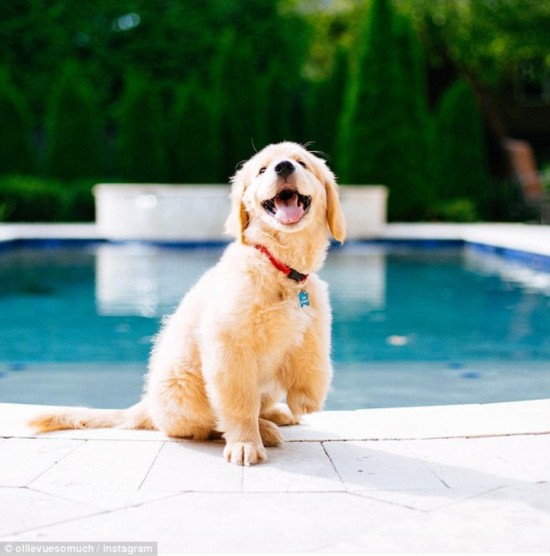 暖萌三条腿金毛幼犬身残志坚感动网友(高清组