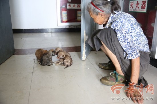 临潼78岁老太养一屋子狗 邻居受不了三户已搬