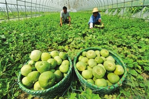 苏州太仓青皮土瓜走俏市场 亩产4000斤