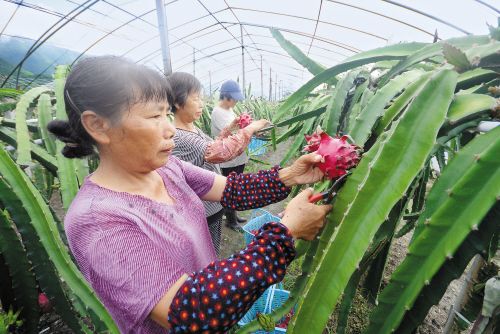 红心火龙果上市--浙江频道--人民网