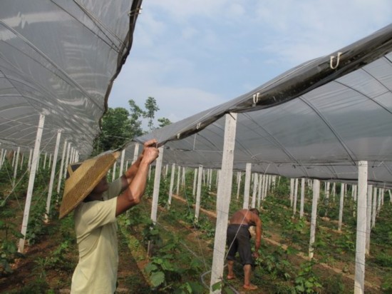 兴安县大力推广葡萄避雨棚夹膜新技术