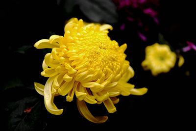 开封诗人岳杰作品《又见菊花黄》被谱成歌曲传