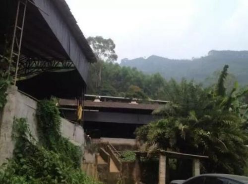 漳州一妻子砍死丈夫后藏尸养猪场 当天服毒自