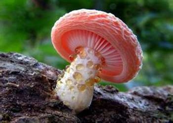 张翰家门长蘑菇 称晚上涮火锅吃 门上长的蘑菇能吃吗?