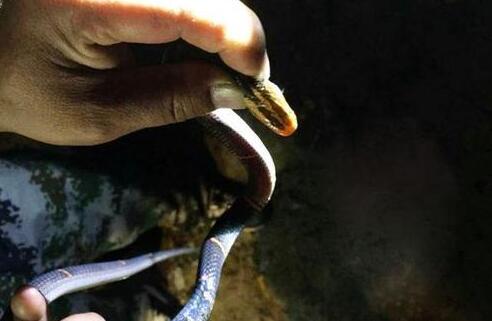 活久见!传奇白头蝰蛇现身 盘点全球千年成精