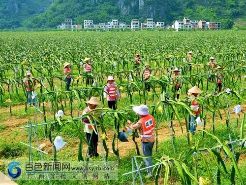 田阳县那坡镇产业扶贫出成效