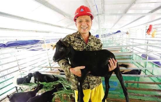 养殖黑山羊 脱贫喜洋洋