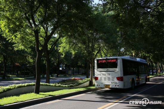 雁塔南路 西安最美国槐大道