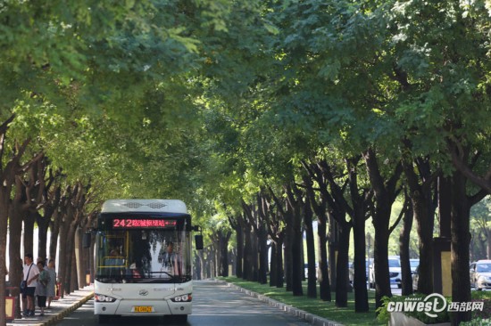 雁塔南路 西安最美国槐大道