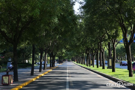 雁塔南路 西安最美国槐大道