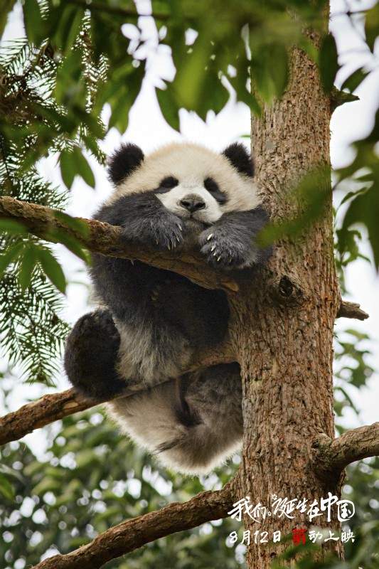 《我们诞生在中国》幕后花絮曝光 揭秘破6000万背后