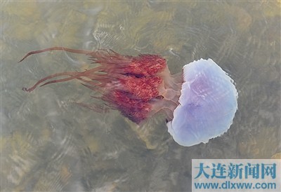 又到海蜇捕捞时