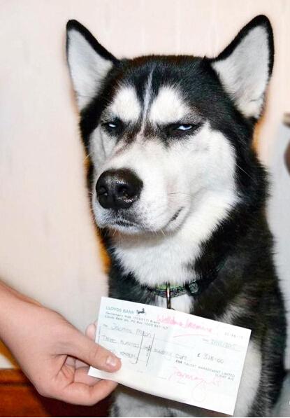 哈士奇瞪主人爆红 鬼马表情包走红网络(图)