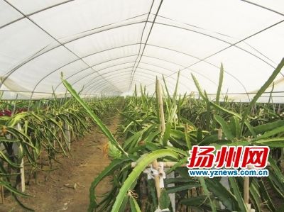 扬州首批火龙果成熟 番木瓜香蕉等扎根