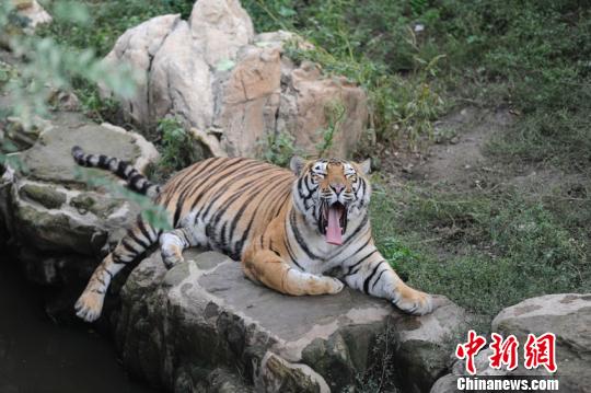 目前公园只有一只虎留在猛兽区,其它虎均被圈进圈舍。 张瑶 摄