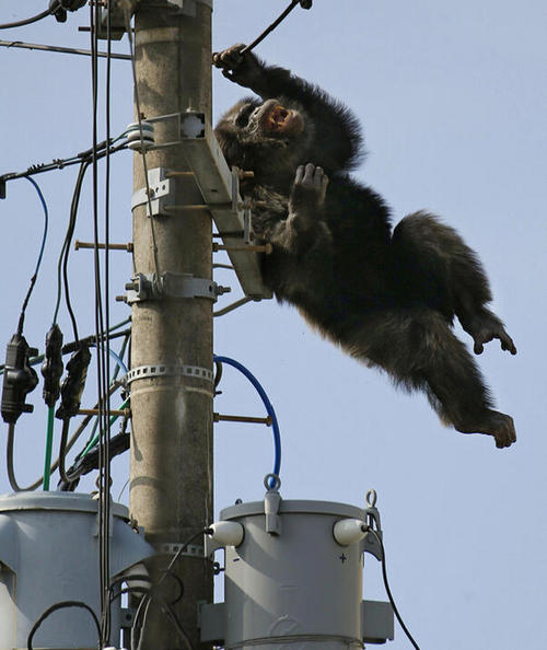 长春一东北虎遭群虎围攻致死 园方详解经过