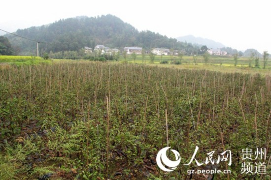 圖為花茂村的蔬菜種植基地。王欽攝