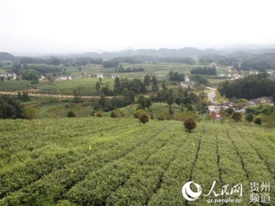 圖為湄江鎮的生態茶園。王欽 攝