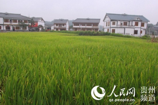 圖為花茂村的美麗田園。王欽攝