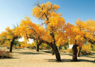 国庆大多数旅游路线价格将翻番 胡杨林自驾游