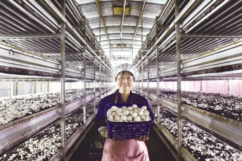 G20特供双孢菇嘉兴嘉善姚庄产