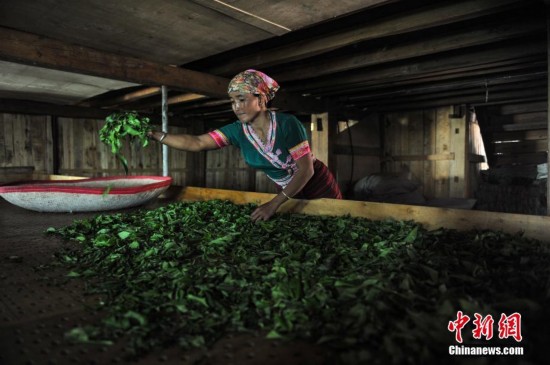 探访云南普洱茶发源地的少数民族茶人 家庭年