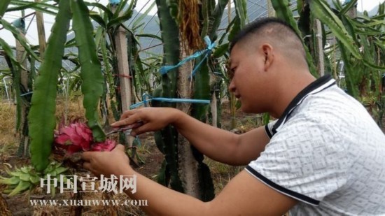 热带火龙果在汀溪开花结果