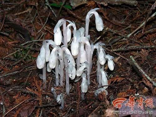 陕西现冥界之花 小说中具有灵异力量可杀人于