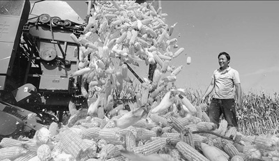 图片新闻:河南商丘市宁陵县50万亩玉米大丰收