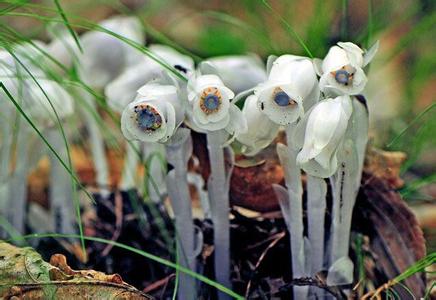 陕西现冥界之花 靠腐烂植物获得养分被称为死