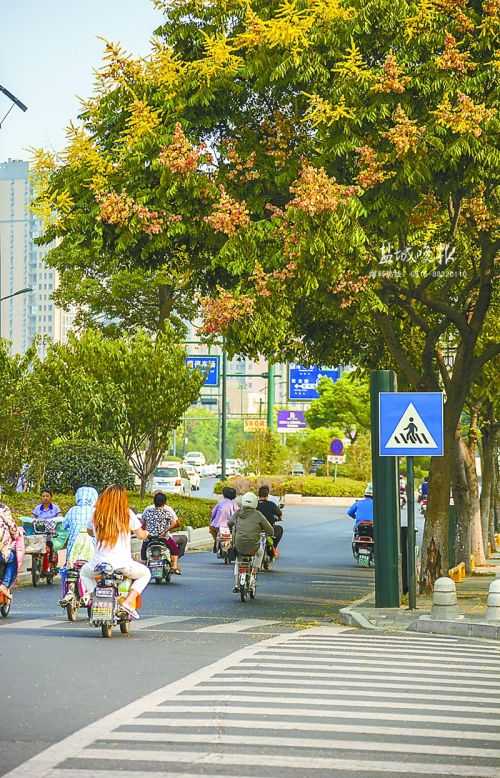 盐城市区现最美秋色 记者探寻秋季赏花好去处