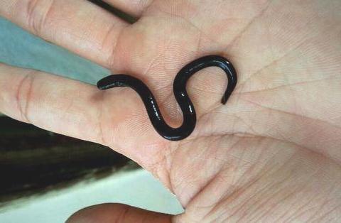 男子挖到一条黑蚯蚓 结果震惊全场!全身发黑