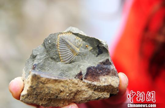 Chongqing unitary Yang found trilobite fossils Head tentacles visible (FIG.)